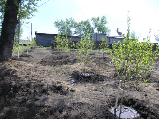 Прокопьевский Водоканал принял участие в едином дне посадки деревьев