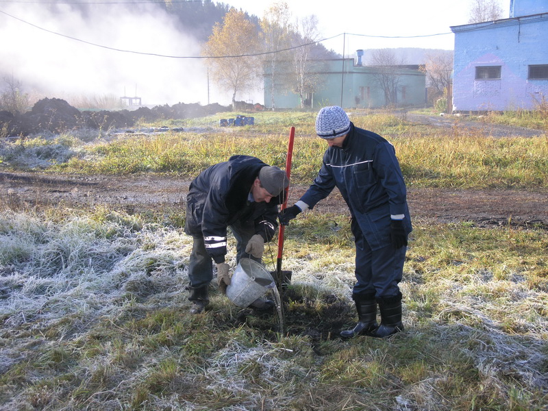 Прокопьевский Водоканал принял участие в осенней посадки деревьев