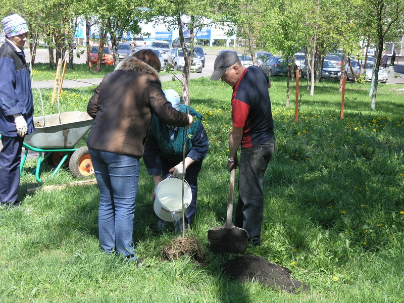 Водоканал принял участие в областной акции «Всекузбасский день посадки деревьев»