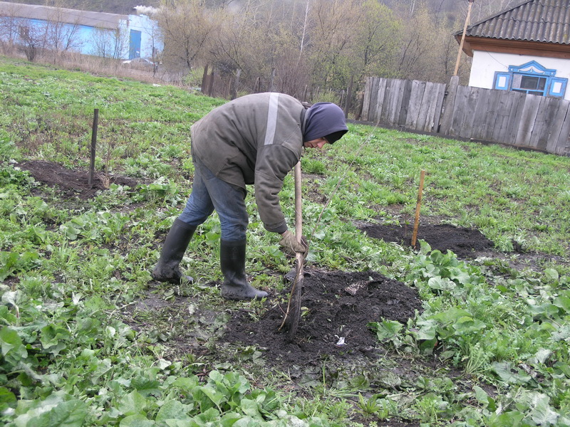 Сотрудники Водоканала активно включились в традиционный месячник посадки деревьев